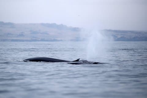 Whale Watching from La Serena Isla Chañaral Reserve & Lunch