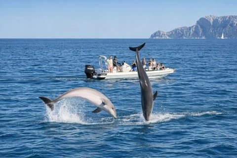 Excursion d'observation des dauphins avec plongée en apnée depuis Olbia