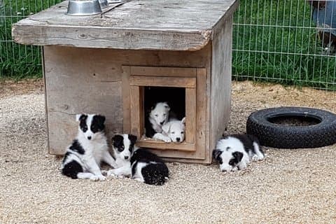 Visita al canile Husky con giro in carrozza o slitta
