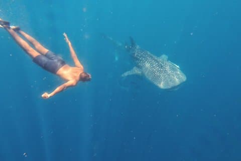 Whale Shark Encounter