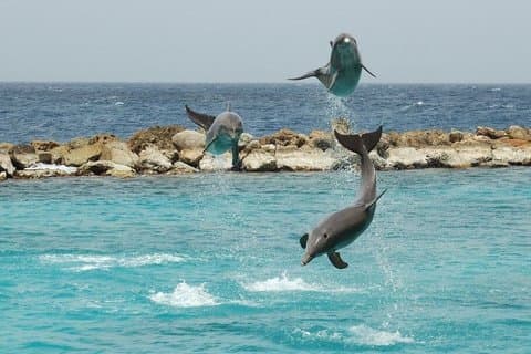 Dolphin House snorkling eventyr med lunsj i Hurghada