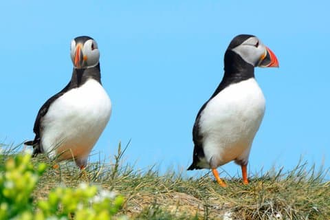 Puffin Express 1 - Uur Sluiten Ontmoeting vanuit Reykjavik