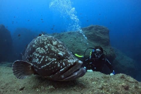 Zwei Tauchsafari : Garajau & Schiffswrack Madeira (zertifizierte Taucher)