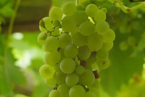 Visite privée à pied et dégustation de vin de Cheers Sorrento