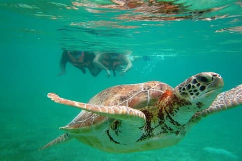 Nado com tartarugas em Akumal com transporte e instrutor incluídos.