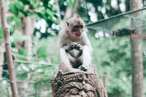 Excursão privada de meio dia com tudo incluído na vila de Ubud