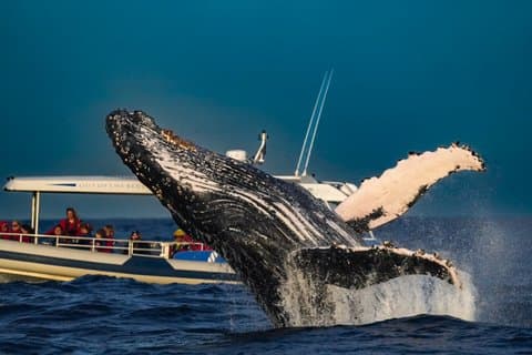 Billetter til Ballina Byron Whale Watching Adventures