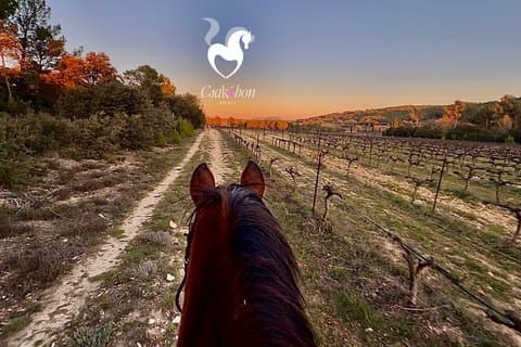 Passeggiate a cavallo in Provenza