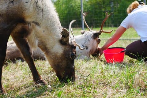Rovaniemi Reindeoplevelse i sommer / efterår med overførsler