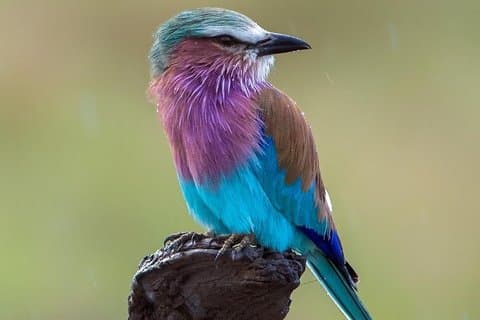 Ostafrika Safari Abenteuer in Tansania