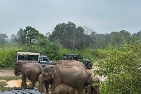 Minneriya And Kaudulla National Park Safari- From Sigiriya