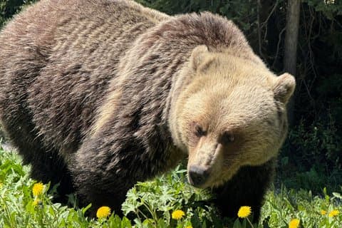 Explore Yoho National Park Premium Luxury Day Guided Tour