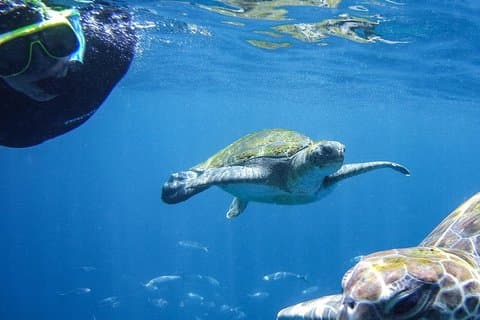 Tenerife guidet snorkling tur med gear