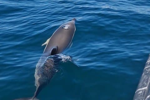 Delfinskådning - Sesimbra - Autentisk upplevelse