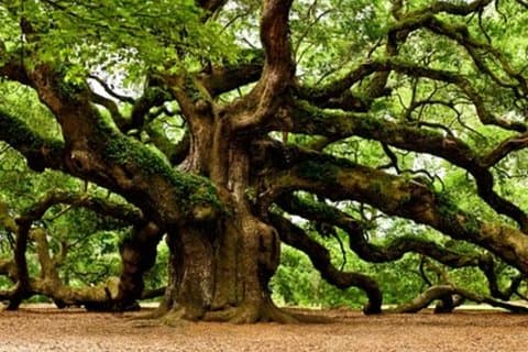 Tour privato di un giorno a Charleston Angel Oak, Tea Garden e Vineyard