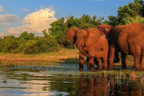 Garden Route 4-dagers liten gruppe-eventyr fra Cape Town