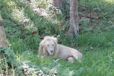Cebu Safari and Adventure Park