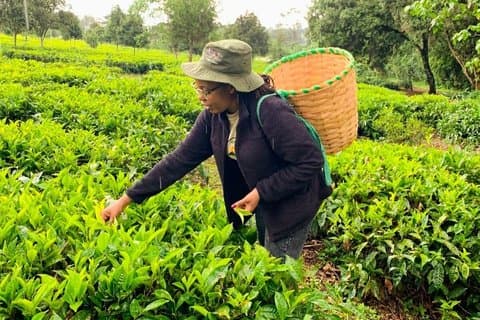 Nairobi Farm Tour Biologische lunch en thee ervaring