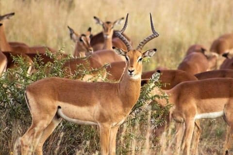 Safari d'une demi-journée Réserve de chasse Tala et parc Natal au départ de Durban