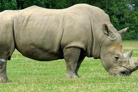 Tala Game Reserve, Natal Park og Phezulu Safari fra Durban