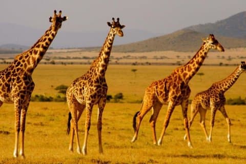 2 Days Tala Game Reserve Natal Park & Drakensberg from Durban
