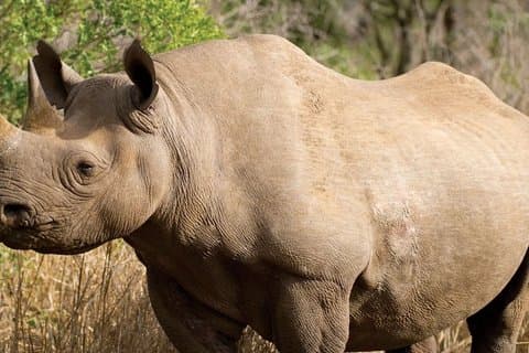 Tala Wildreservat und Natal Park Safari von Durban