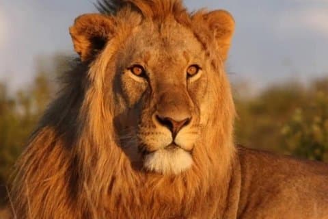 Tour avventura di 10 giorni da Johannesburg a Città del Capo