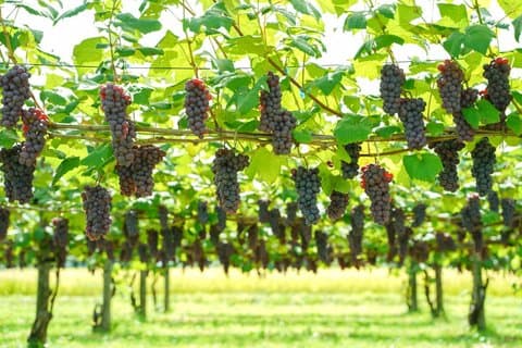 Family Vineyard Tour with Juice Tasting and Pairings