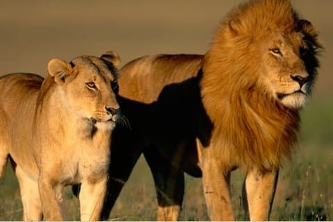 Parc national Kruger Safari Adventure 3 jours au départ de Johannesburg