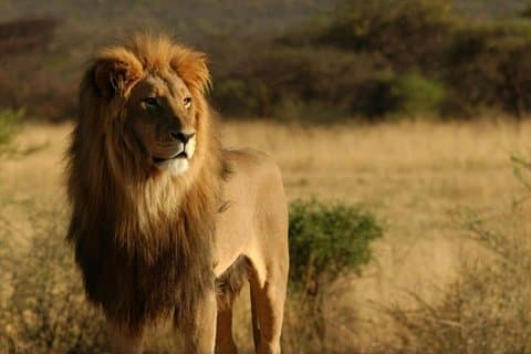 Kapstadt nach Durban - 7 Tage Abenteuer Wandersafari und Strände
