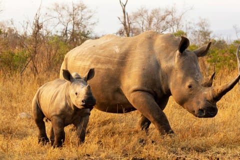Tala Game Reserve, Phezulu Safari och Victoria Market från Durban