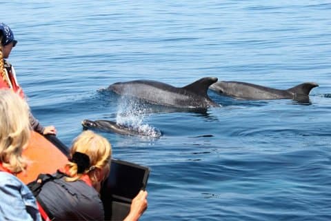 Avistamiento de Delfines desde Faro