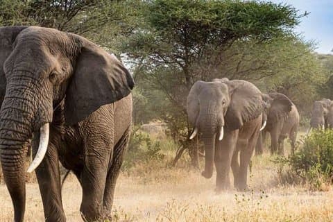 Private Full Day Kruger National Park with Pickup and Dropoff