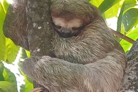 Unforgettable guided tour of Manuel Antonio National Park