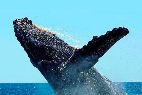 Whale Watching In Samana With Boat Tour