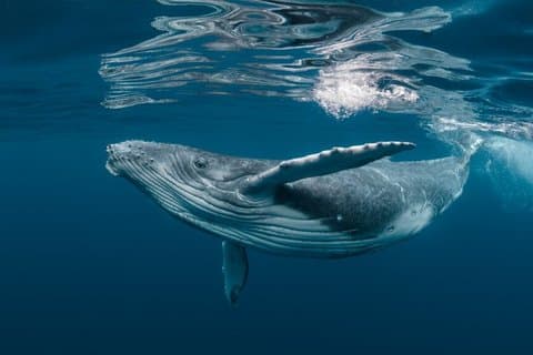 Humpback whale observasjon