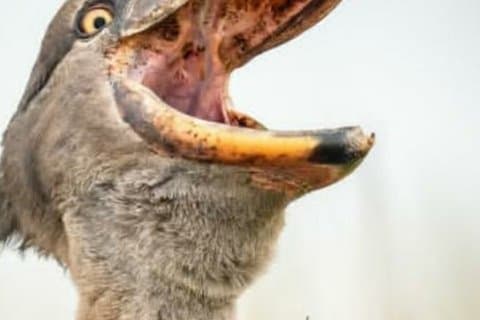Pájaro pico de zapato del pantano de MabambaObservación del lago Victoria