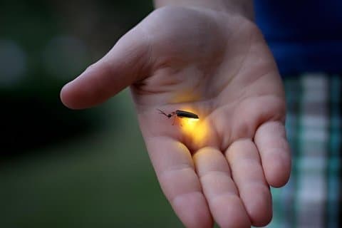 Glowing Firefly Tour com jantar (SIC)
