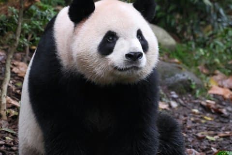 Private lokale værter i Chengdu