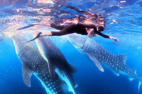 4 dage 3 nætter Komodo tur fra Lombok til Labuan Bajo