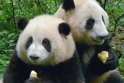Panda and Porcelain Local Buddy Tours