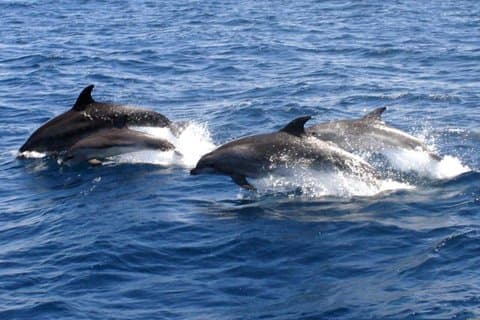 Delfinbeobachtung mit dem Katamaran ab Benalmádena