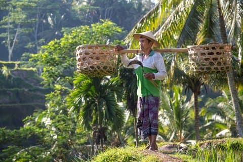 Ubud Highlight Private Tour mit privatem Fortgeschrittener