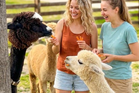Nami Island & Alpaca Garden & Cafe Pokpo con fiori di stagione