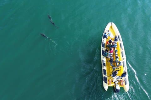 100% Guarantee Lisbon Dolphin Watching Ocean Safari