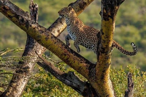Lake Nakuru National Park Preço de meio dia por veículo a partir de Nakuru
