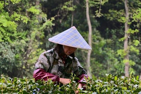 Ting å gjøre i nærheten av Hangzhou West Lake Hiking Day Trip Jiuxi and Longjing Village