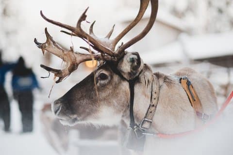 Schneemobil Safari mit Rentierfütterung und Schlittenfahrt in Levi