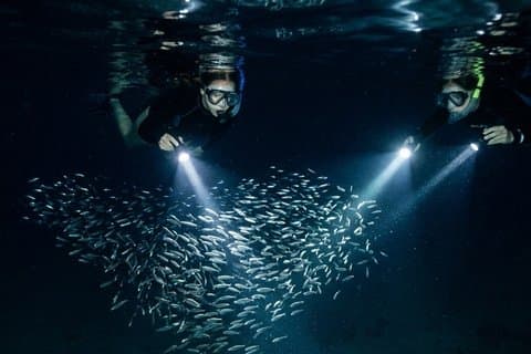 Night Snorkeling at Blue Heron Bridge – Guided Group Experience