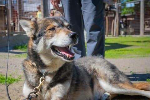 Rovaniemi Husky et Reindeer Expérience en été avec les transferts